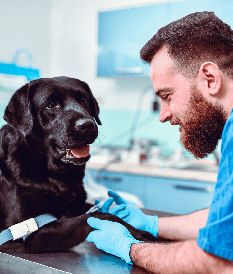 Veteriner Klinik Web Sitesi